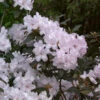 Azalee Schneekoppe 30-40cm - Rhododendron Carolinianum