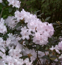 Azalee Schneekoppe 30-40cm - Rhododendron Carolinianum