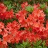 Azalee Balzac 40-50cm - Rhododendron Luteum - Alpenrose