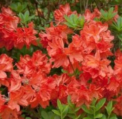 Azalee Balzac 40-50cm - Rhododendron Luteum - Alpenrose