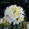 Azalee Daviesii 30-40cm - Rhododendron Luteum - Alpenrose
