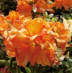 Azalee Glowing Embers 30-40cm - Rhododendron Luteum - Alpenrose