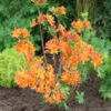 Azalee Goldflamme 30-40cm - Rhododendron Luteum - Alpenrose