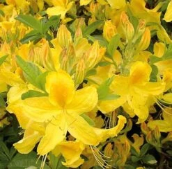 Azalee Goldtopas 30-40cm - Rhododendron Luteum - Alpenrose