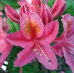 Azalee Joly Madame 40-50cm - Rhododendron Luteum - Alpenrose