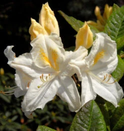 Azalee Oxydol 40-50cm - Rhododendron Luteum - Alpenrose
