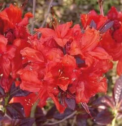 Hochstamm Azalee Royal Command 60-80cm - Rhododendron Luteum - Alpenrose