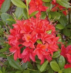 Azalee Satan 30-40cm - Rhododendron Luteum - Alpenrose