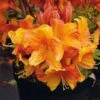 Azalee Sunny Boy 40-50cm - Rhododendron Luteum - Alpenrose