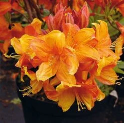 Azalee Sunny Boy 40-50cm - Rhododendron Luteum - Alpenrose