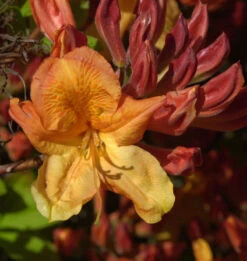 Azalee Sunte Nectarine 30-40cm - Rhododendron Luteum - Alpenrose