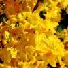Azalee Goldpracht 30-40cm - Rhododendron Luteum - Alpenrose
