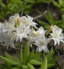 Sommergrüne Azalee Schneeköpfchen 50-60cm - Rhododendron Mixtum