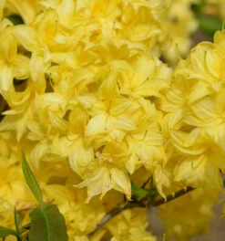 Sommergrüne Azalee Sonnenköpfchen 40-50cm - Rhododendron Mixtum