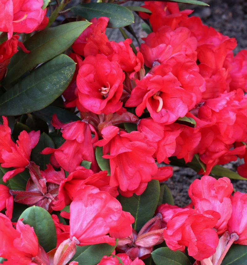 Azalee Burletta 20-25cm - Rhododendron Neriiflorum - Alenrose 1 Azalee Burletta 20-25cm - Rhododendron Neriiflorum - Alenrose