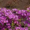 Japanische Azalee Blaue Donau 30-40cm - Rhododendron Obtusum - Zwerg Alpenrose