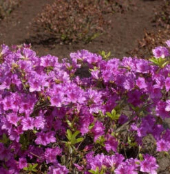 Japanische Azalee Blaue Donau 30-40cm - Rhododendron Obtusum - Zwerg Alpenrose