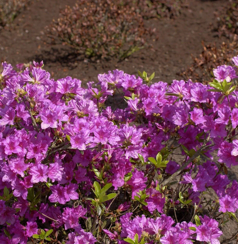 Japanische Azalee Blaue Donau 30-40cm - Rhododendron Obtusum - Zwerg Alpenrose 1 Japanische Azalee Blaue Donau 30-40cm - Rhododendron Obtusum - Zwerg Alpenrose