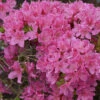 Japanische Azalee Diamant Rosa 25-30cm - Rhododendron Obtusum - Zwerg Alpenrose