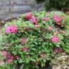 Japanische Azalee Diamant Rot 20-25cm - Rhododendron Obtusum - Zwerg Alpenrose