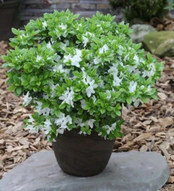 Japanische Azalee Diamant Weiß 40-50cm - Rhododendron Obtusum - Zwerg Alpenrose