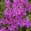 Japanische Azalee Diamant Himmelblau 15-20cm - Rhododendron Obtusum - Alpenrose