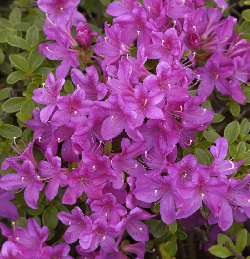 Japanische Azalee Diamant Himmelblau 20-25cm - Rhododendron Obtusum - Alpenrose 1 Japanische Azalee Diamant Himmelblau 20-25cm - Rhododendron Obtusum - Alpenrose