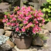 Japanische Azalee Drapa® 20-25cm - Rhododendron Obtusum - Zwerg Alpenrose