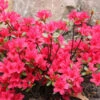 Japanische Azalee Elfie 40-50cm - Rhododendron Obtusum - Zwerg Alpenrose