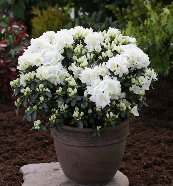 Japanische Azalee Feenkissen 20-25cm - Rhododendron Obtusum - Zwerg Alpenrose 1 Japanische Azalee Feenkissen 20-25cm - Rhododendron Obtusum - Zwerg Alpenrose