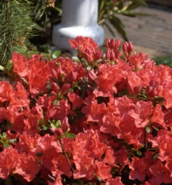 Japanische Azalee Geisha Orange 15-20cm - Rhododendron Obtusum - Alpenrose