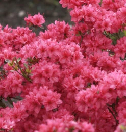 Japanische Azalee Hot Shot Variegated 20-25cm - Rhododendron Obtusum - Zwerg Alpenrose