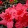 Japanische Azalee Johanna 25-30cm - Rhododendron Obtusum - Zwerg Alpenrose
