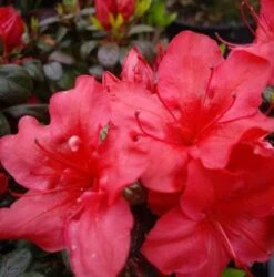 Japanische Azalee Johanna 25-30cm - Rhododendron Obtusum - Zwerg Alpenrose