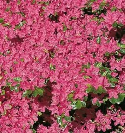 Japanische Azalee Kermesina 20-25cm - Rhododendron Obtusum - Zwerg Alpenrose