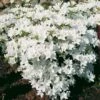 Japanische Azalee Kermesina Alba 30-40cm - Rhododendron Obtusum - Zwerg Alpenrose