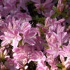 Japanische Azalee Kermesina Rose 15-20cm - Rhododendron Obtusum - Alpenrose