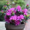 Japanische Azalee Lady Dark® 20-25cm - Rhododendron Obtusum - Zwerg Alpenrose