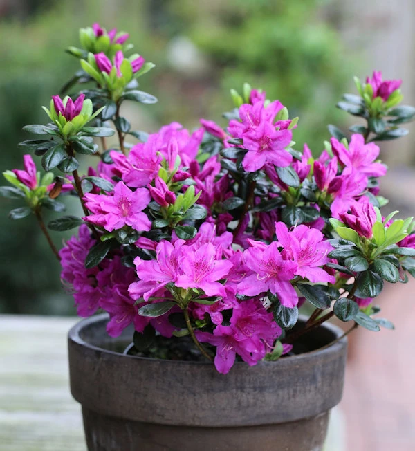 Japanische Azalee Lady Dark® 20-25cm - Rhododendron Obtusum - Zwerg Alpenrose 1 Japanische Azalee Lady Dark® 20-25cm - Rhododendron Obtusum - Zwerg Alpenrose