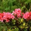 Japanische Azalee Little Red 25-30cm - Rhododendron Obtusum - Zwerg Alpenrose