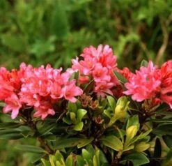 Japanische Azalee Little Red 25-30cm - Rhododendron Obtusum - Zwerg Alpenrose