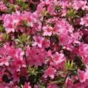 Japanische Azalee Madame Albert V. Hecke 20-25cm - Rhododendron Obtusum - Zwerg Alpenrose