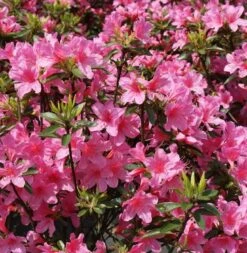 Japanische Azalee Madame Albert V. Hecke 25-30cm - Rhododendron Obtusum - Zwerg Alpenrose