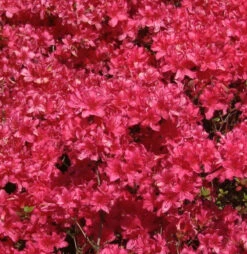 Japanische Azalee Majas Rubin 20-25cm - Rhododendron Obtusum - Zwerg Alpenrose