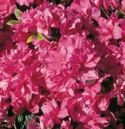 Japanische Azalee Melina 30-40cm - Rhododendron Obtusum - Zwerg Alpenrose