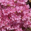 Japanische Azalee Mme Van Hecke Compact 40-50cm - Rhododendron Obtusum