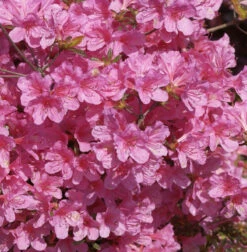Japanische Azalee Mme Van Hecke Compact 40-50cm - Rhododendron Obtusum
