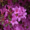 Japanische Azalee Multiflorum Lila 30-40cm - Rhododendron Obtusum