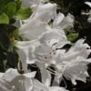 Hochstamm Japanische Azalee Pleasant White 40-60cm - Rhododendron Obtusum - Zwerg Alpenrose