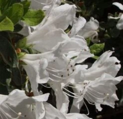 Hochstamm Japanische Azalee Pleasant White 40-60cm - Rhododendron Obtusum - Zwerg Alpenrose